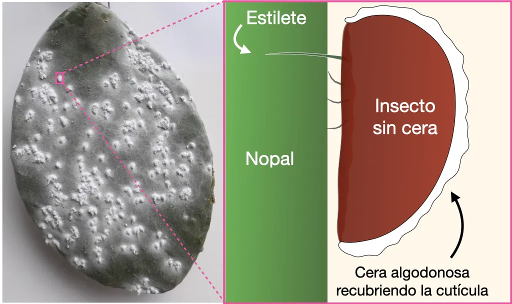 fig_1