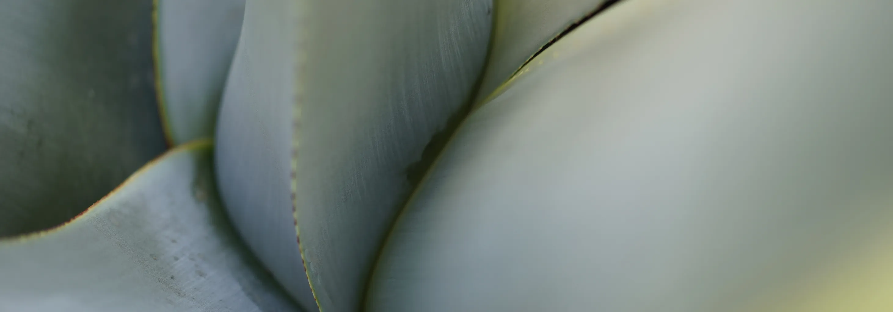 banner_placeholder
