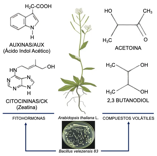 fig_4